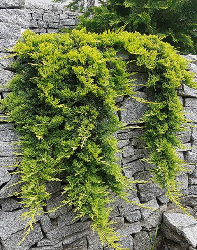 Teppichwacholder Golden Carpet