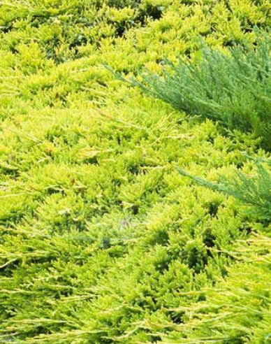 Teppichwacholder Golden Carpet