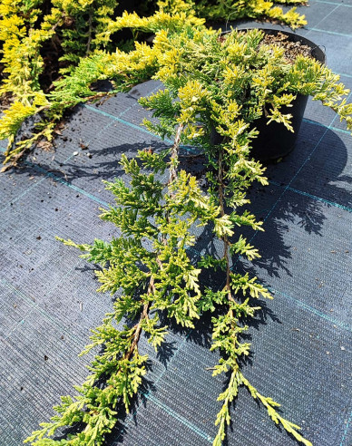 Teppichwacholder Golden Carpet