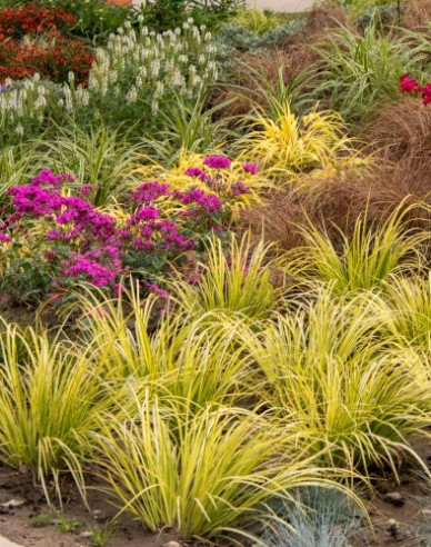 Kalmus Golden Delight 9x9