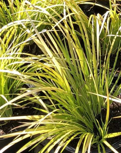 Kalmus Golden Delight 9x9