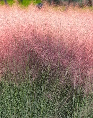 Muhlenbergia