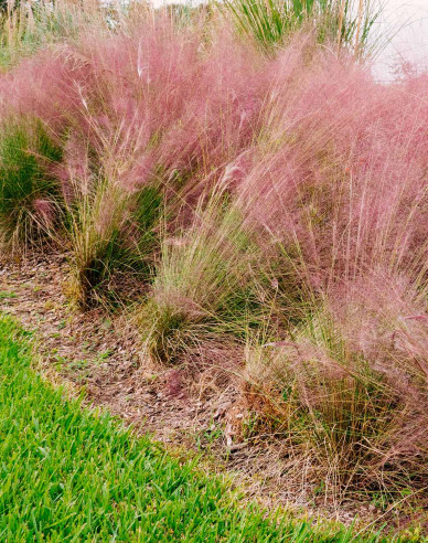 Muhlenbergia