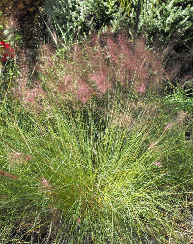 Muhlenbergia