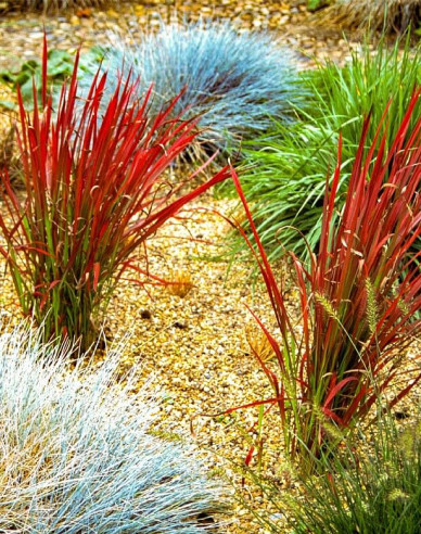 Blutgras "Red Baron" 2l