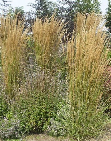 Reitgras Overdam 9x9