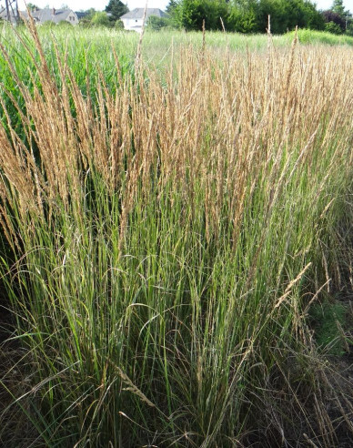 Reitgras Overdam 9x9