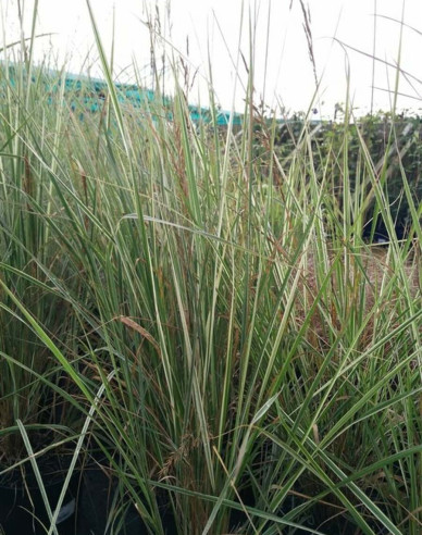 Reitgras Overdam 9x9