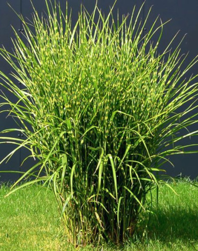 Chinaschilf Zebrinus