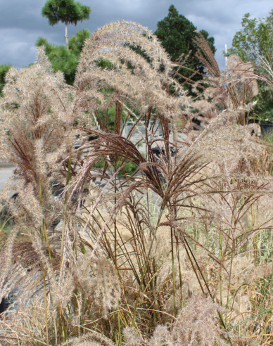 Chinaschilf Graziella