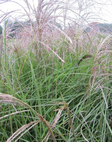 Chinaschilf Graziella