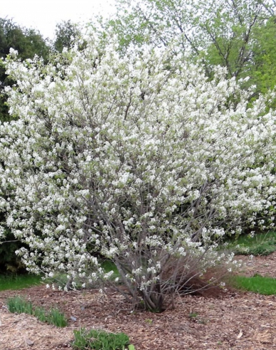 Felsenbirne Thiessen