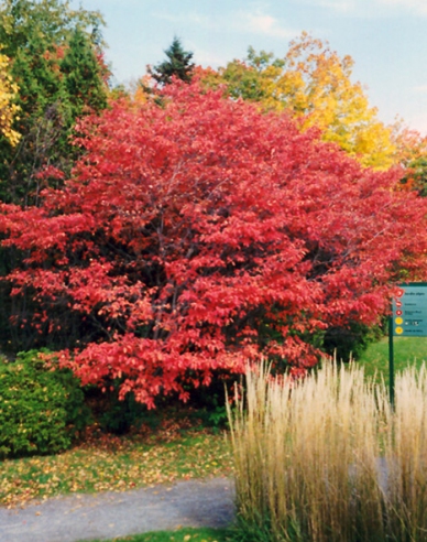 Felsenbirne Thiessen