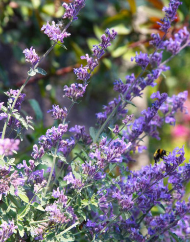 Katzenminze Walkers Low