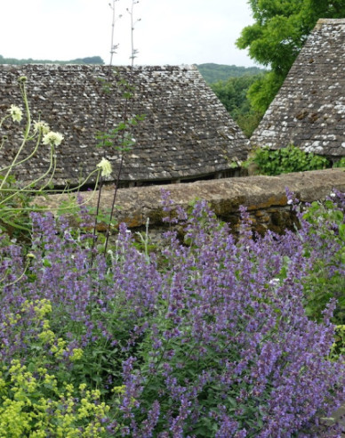 Katzenminze Walkers Low