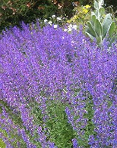 Katzenminze Walkers Low