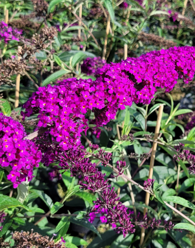 Sommerflieder  Red Royal 9x9