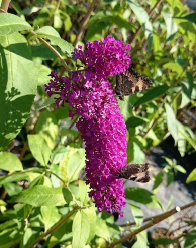 Sommerflieder  Red Royal 9x9