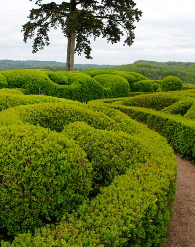 Kleinblättriges Geißblatt