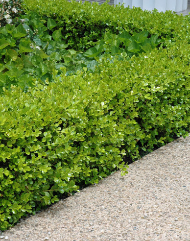 Kleinblättriges Geißblatt