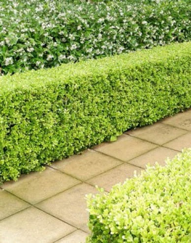 Kleinblättriges Geißblatt