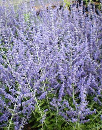 Blauraute Blue Spire