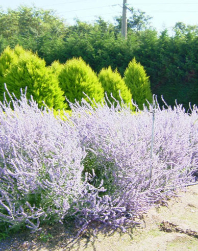 Blauraute Blue Spire