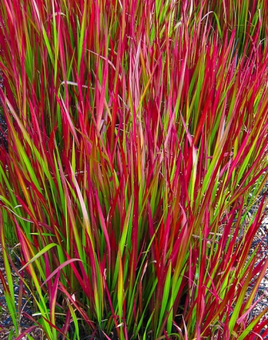 Blutgras "Red Baron" 2l