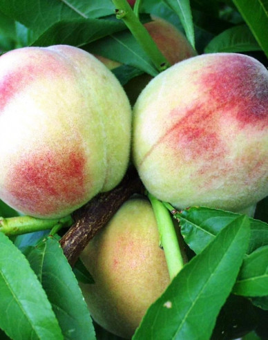 Pfirsich Albatros, cont. 5l