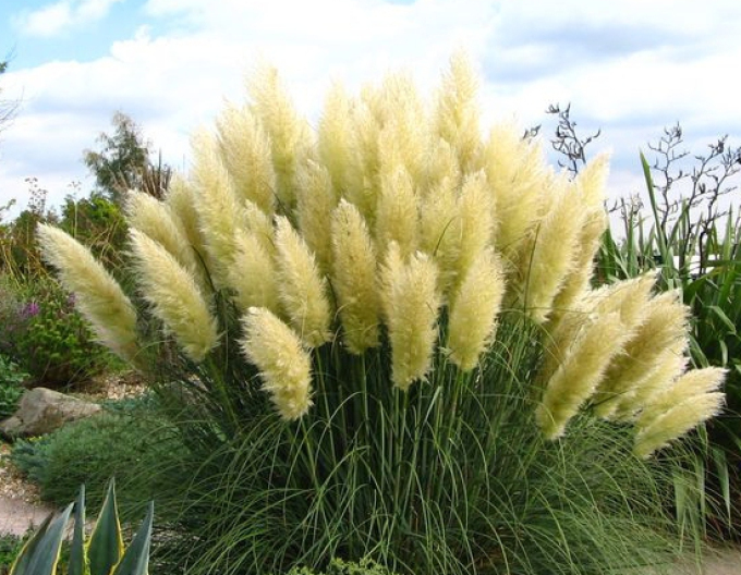 Pampasgras ´White Plume´