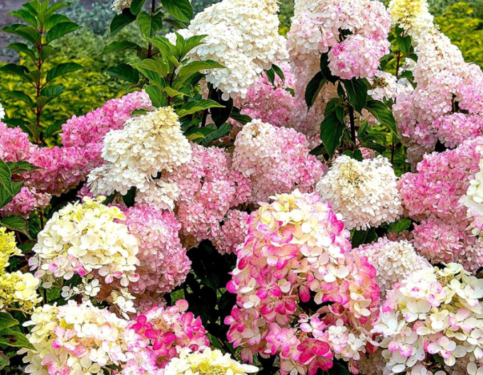 Rispenhortensie Sundae Fraise