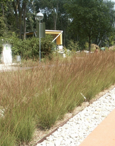 Pfeifengras"Edith Dudszus"