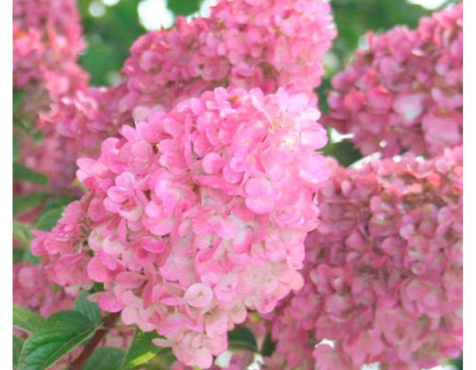 Rispenhortensie Sundae Fraise