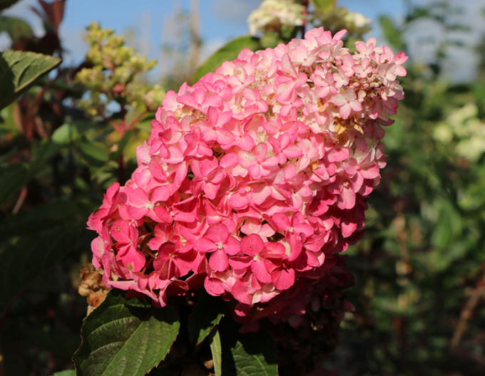 Rispenhortensie Sundae Fraise