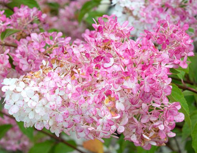 Rispenhortensie Vanilla Fraise