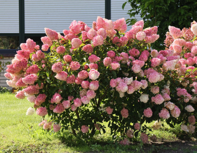 Rispenhortensie Vanilla Fraise