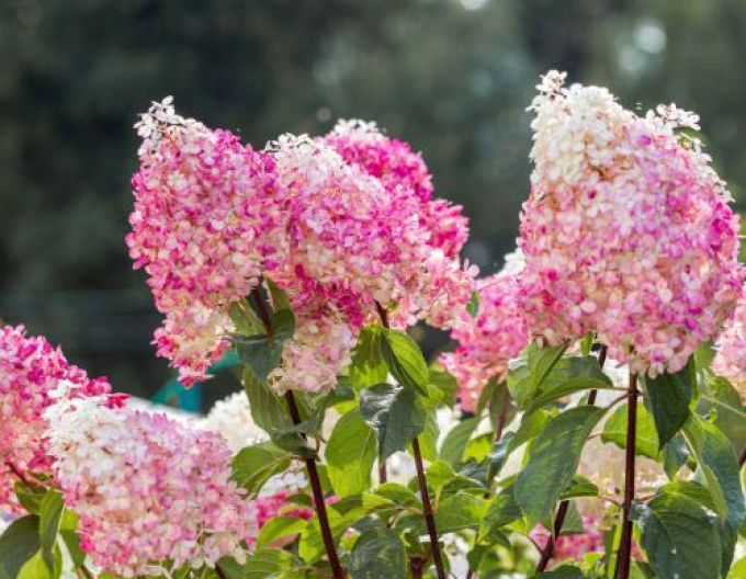 Rispenhortensie Vanilla Fraise