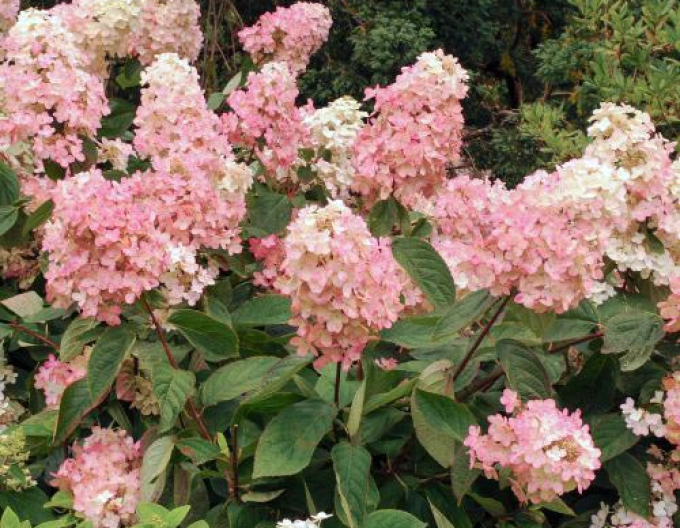 Rispenhortensie Vanilla Fraise