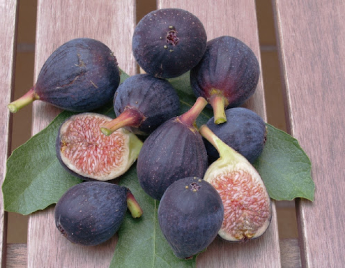 Feige Rouge de Bordeaux