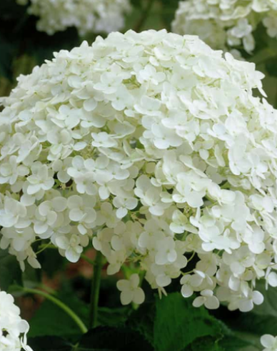 Hortensie Annabelle 9x9