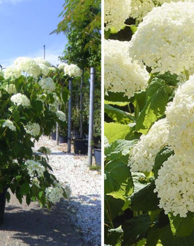 Hortensie Annabelle 9x9