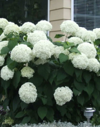 Hortensie Annabelle 9x9