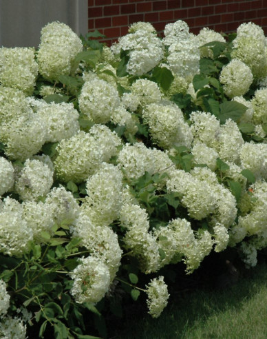 Hortensie Annabelle 9x9