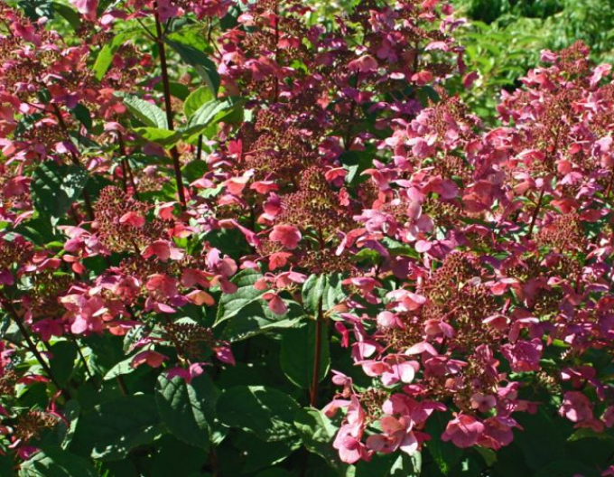 Rispenhortensie Wims Red