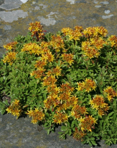 Fetthenne Weihenstephaner Gold