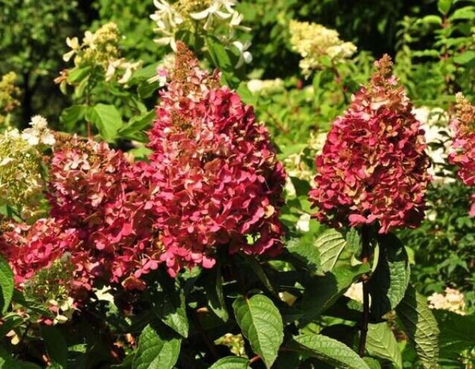 Rispenhortensie Wims Red