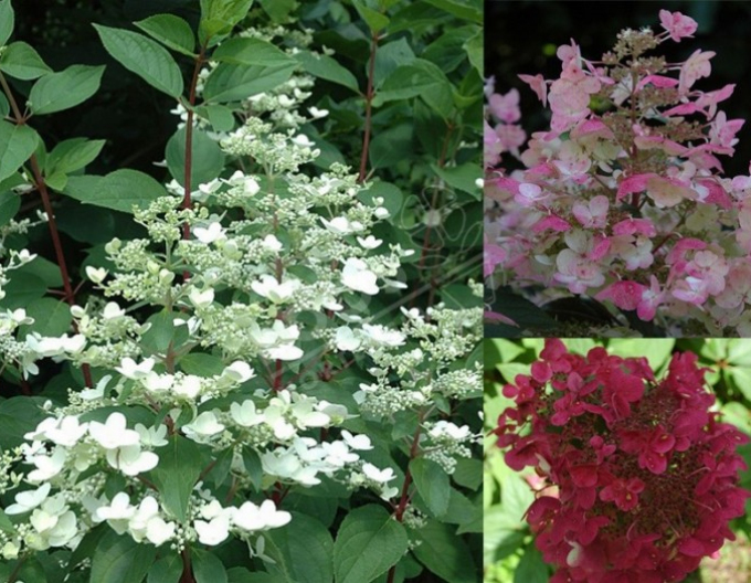 Rispenhortensie Wims Red