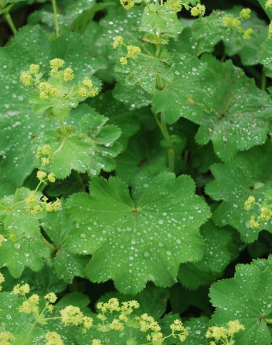 Alchemilla mollis