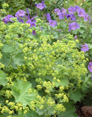 Alchemilla mollis