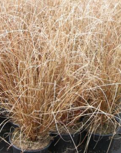 Fuchsrote Neuseeland Segge